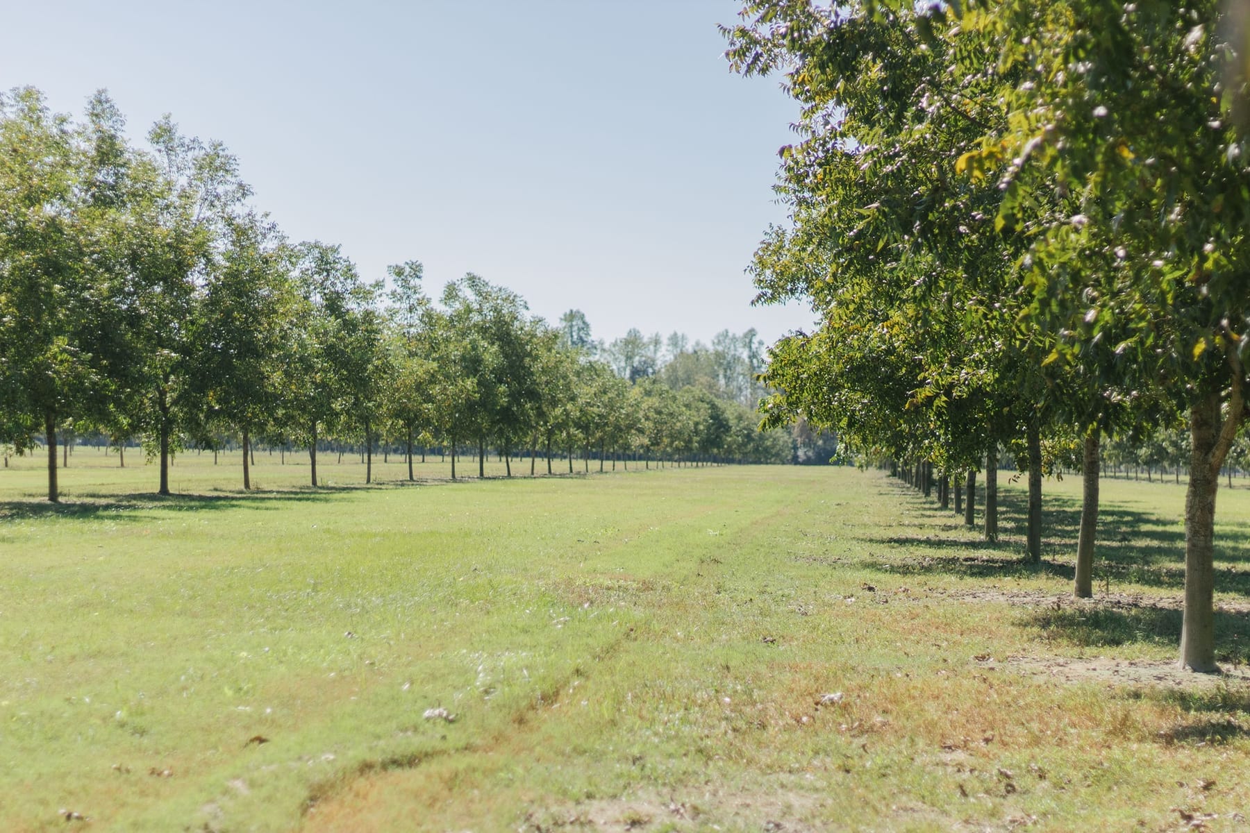 Young pecan trees in the Holland Pecan Farm orchard, Appling County, Georgia