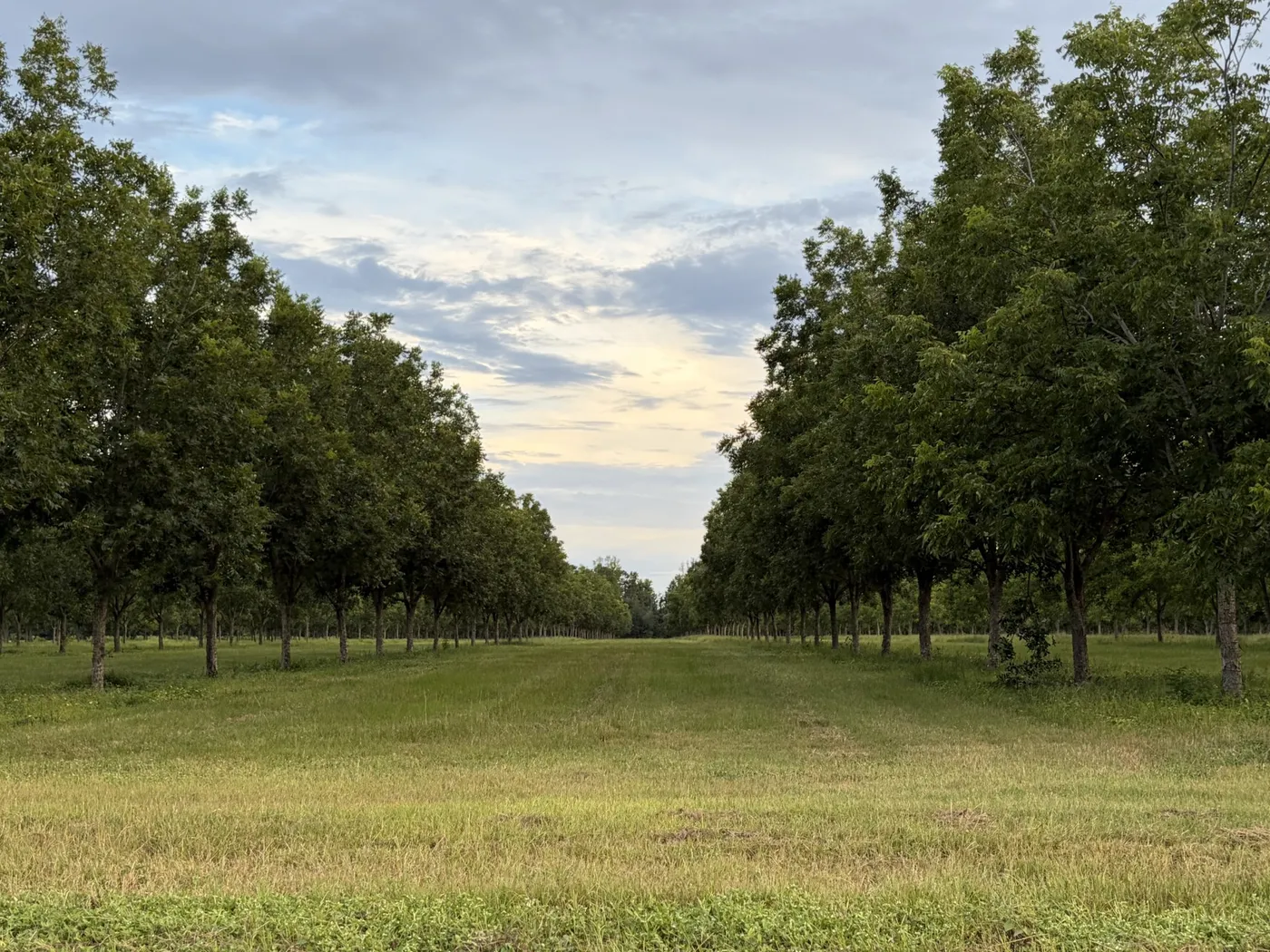The Holland Pecan Farm orchard