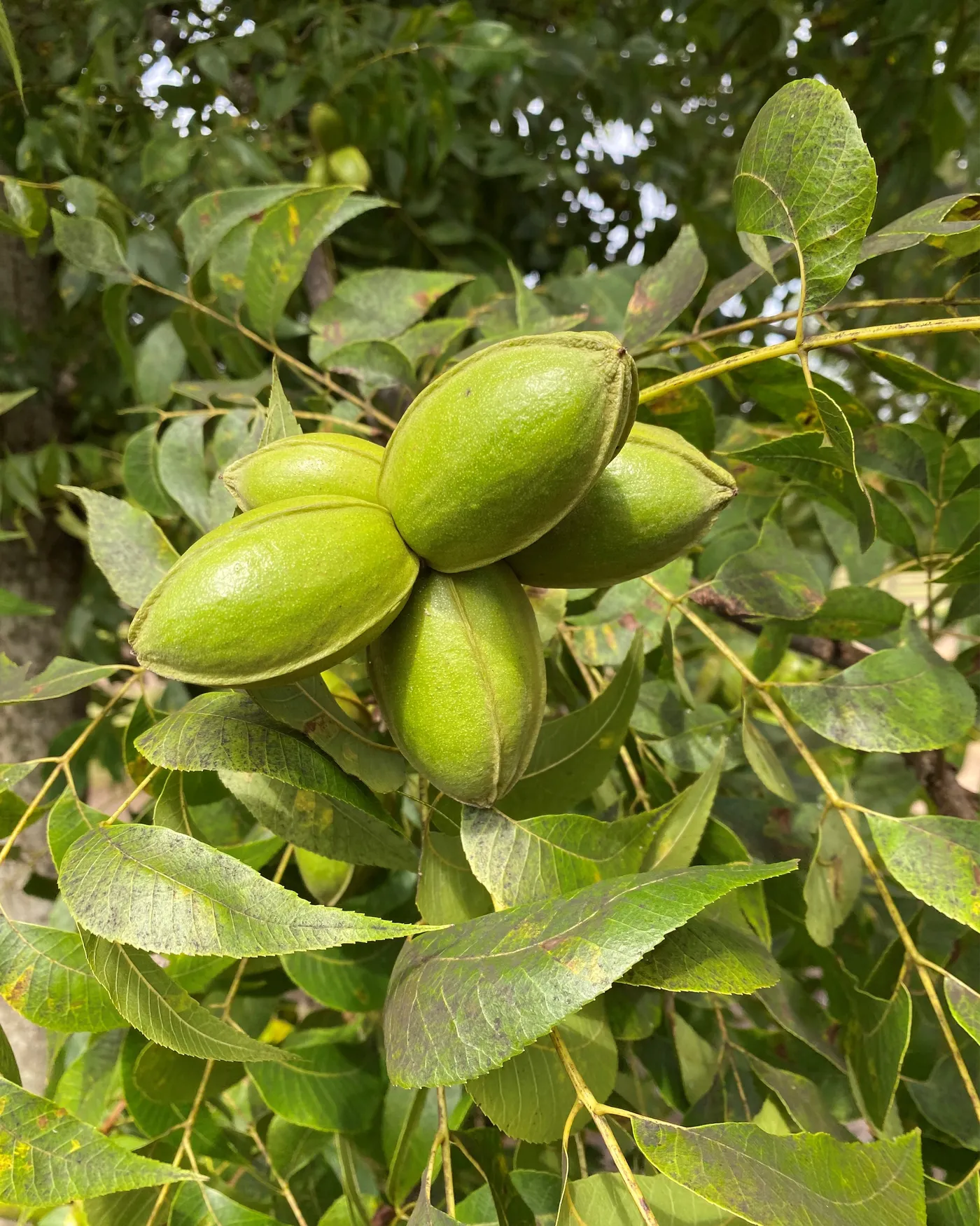 Young pecan trees growing in the Holland Pecan Farm orchard