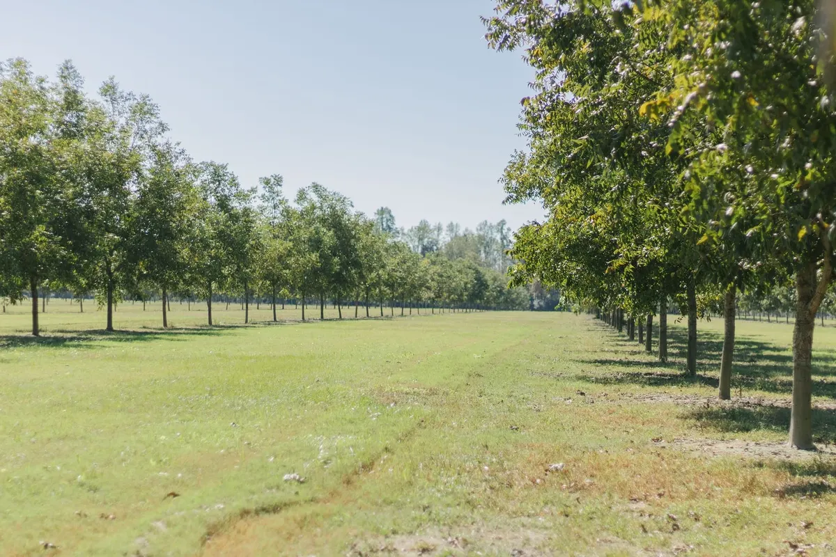 Young pecan trees in the Holland Pecan Farm orchard, Appling County, Georgia